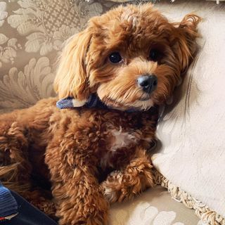 Maltipoo