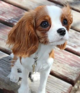 Cavalier King Charles Spaniel?