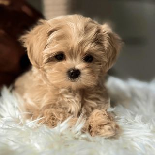 Maltipoo