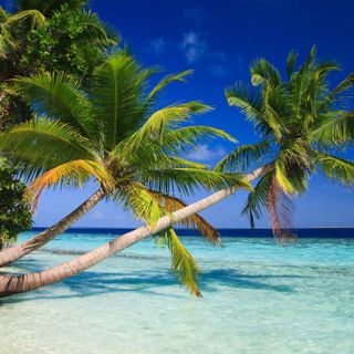 I want to relax under a palm tree