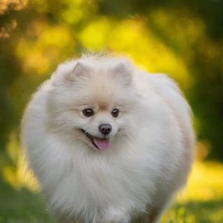 Pomeranian Spitz Puppy 2000tk