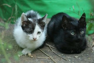 Help all animals of the world