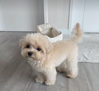 Maltese lapdog