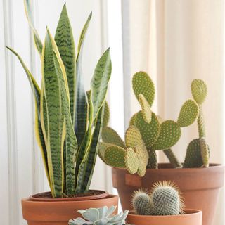 Nuevas compañeras para mi jardín