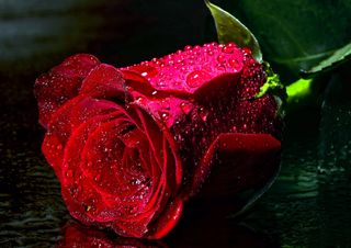 A gift in profile: a rose