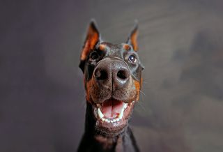 Doberman