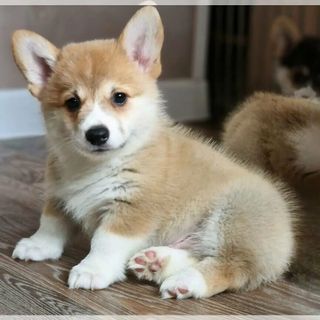 I want a corgi dog