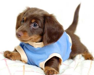 I dream of a dachshund puppy